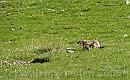 14-Hurry * Marmot heading for cover. * 1434 x 894 * (244KB)