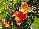 11-Roses-3 * Bright red roses * 1984 x 1488 * (401KB)