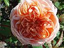 11a-Rose * Old French rose * 3072 x 2304 * (509KB)