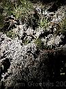 09-Lichen * Lichen on a pine tree * 1488 x 1984 * (662KB)
