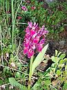 14-Orchid * Orchids are quite common - at some spots. * 2304 x 3072 * (1.05MB)