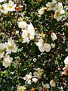 13-WildRose * Wild roses along the track * 1488 x 1984 * (469KB)