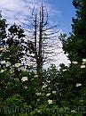 04-DeadTree * A dead fir spreads it's brances like a thorny candlestick * 1488 x 1984 * (561KB)