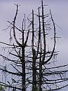 05-DeadTreeTop * Or is it a cry for help, or mercy? or joy? * 1488 x 1984 * (427KB)