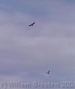 06-AirBattle * A buzzerd is being chased by a crow * 1122 x 1320 * (65KB)