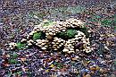 09-Stub * A trunk covered with todstools. * 1658 x 1110 * (573KB)