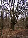 05-beuk * A multi-multi-branch beech tree. * 1488 x 1984 * (718KB)