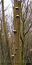 01-Tondelzwam * Fungus on a dead tree * 792 x 1566 * (228KB)