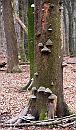 04-Zwammen * Another dead tree truck - full with fungi * 1128 x 1905 * (365KB)