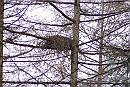15-Nest * A hawks nest in Larix, somewhat off the road. * 1602 x 1080 * (480KB)
