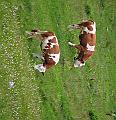 39-Cattle