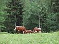 45-Cattle