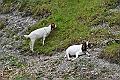 25-Goats
