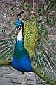 14-Peacock