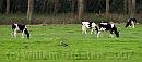 14-KoeienEnGanzen * Cattle and geese * 1566 x 690 * (152KB)