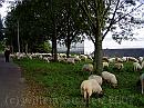 15-Stadsschapen * Sheep grazing near Pijnacker * 1984 x 1488 * (540KB)