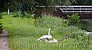 09-Swans * These swans with their young caused a small deviation - passing then with a dog was considered unwise. * 1593 x 879 * (261KB)