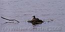 08-Nest-4 * Grebes nests are safly floating off the banks. No cat of fox is able to get there. * 1688 x 854 * (147KB)