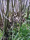17-Nest-7 * Another duck, well hidden, hard to see between the stems * 1488 x 1984 * (578KB)