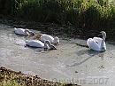 01-SwansFeeding * Young swans feeding * 1984 x 1488 * (494KB)