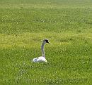 19-Swan * Swan resting - on the other side of a small canal * 1476 x 1380 * (331KB)