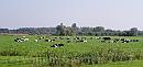 27-Cattle * Cattle in the meadows just outside IJsselstein * 1984 x 942 * (240KB)