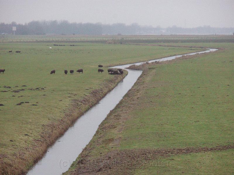 09-Flatlands.jpg - The low lands on the former sea-side of the dyke - sheep grazing, and the highway to Amsterdam behind it.