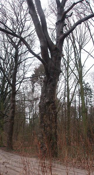 18-Beech.jpg - An old beech tree - it's trunk malformed