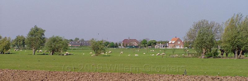 05-Schapen.jpg - Sheep in the meadows