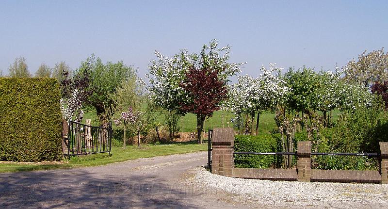 13-Bloesem.jpg - Orchard inn flowers - and a red beech.