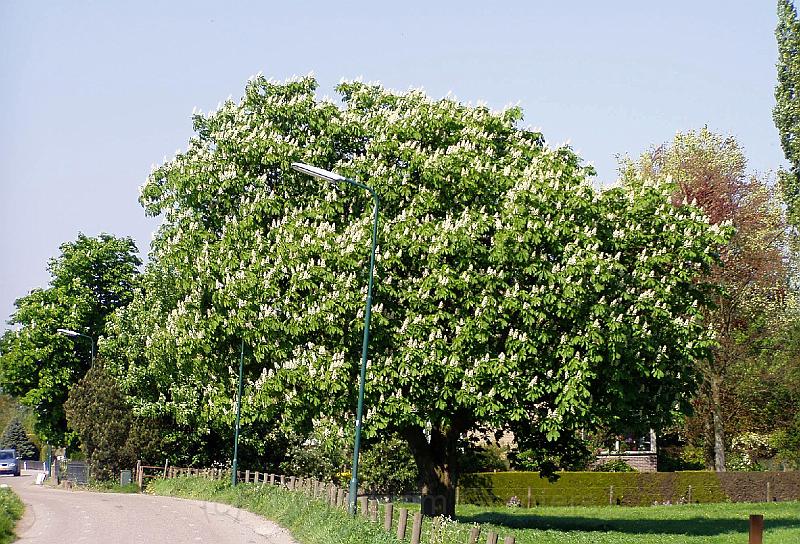 14-Kastanje.jpg - A chestnut tree in full bloom. The ones we encountered seemed not effected by the bacteria that caused death of many chestnut trees. Or they have overcome infection.