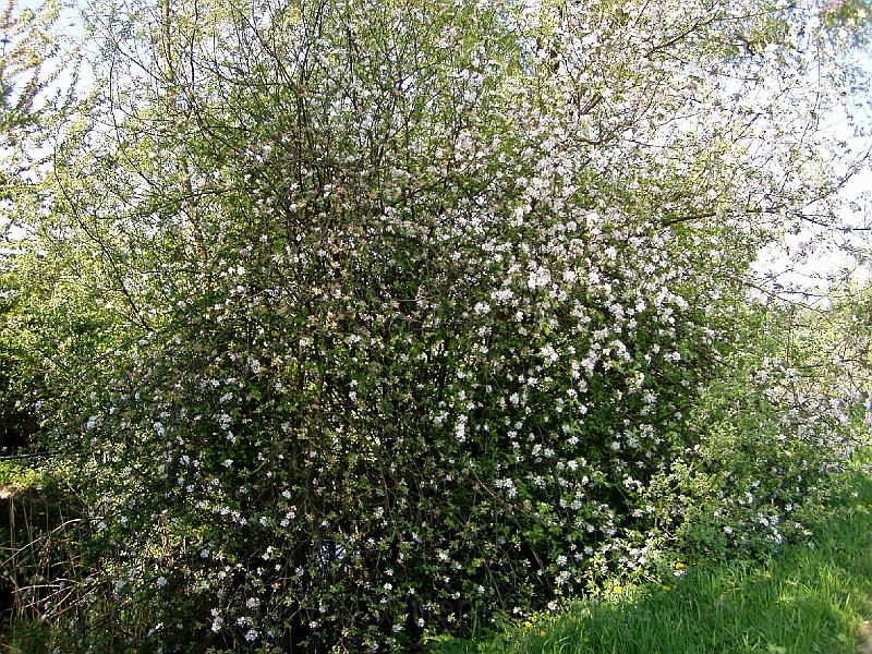 18-Meidoorn.jpg - Hawthorn blooming