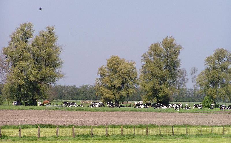20-BuitenVee.jpg - It's time for cattle to leave the stables and get into the meadow - under the spawning willow trees.