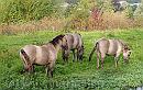 06-Konik * Konik horses in a nature reserve, their tails and mane full with burrs. * 1866 x 1178 * (437KB)