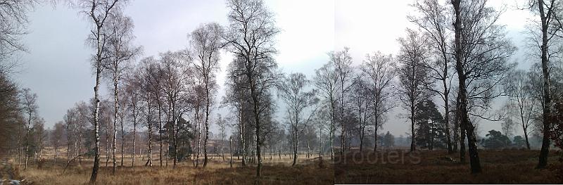 10-Birch.jpg - A small wod of birch trees at the corner of the Zilvensche heide.