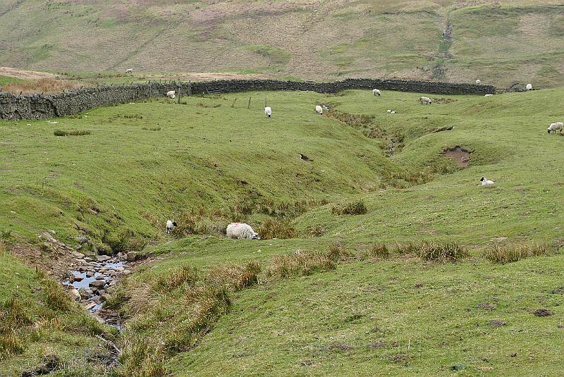 36-SheepInGully.jpg - A closer look to the sheep in the ditch