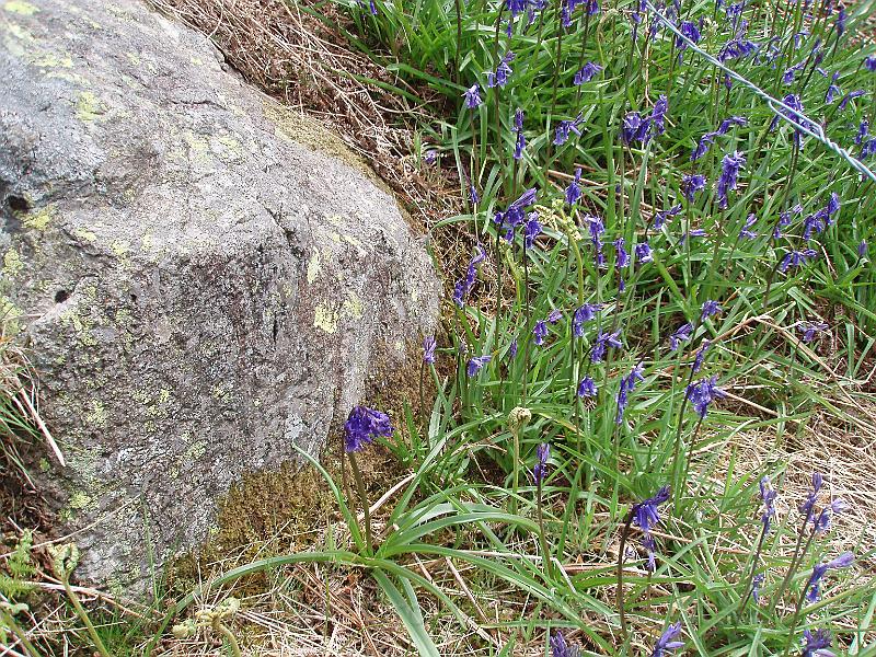 19-Bluebells.jpg - Spring flowers