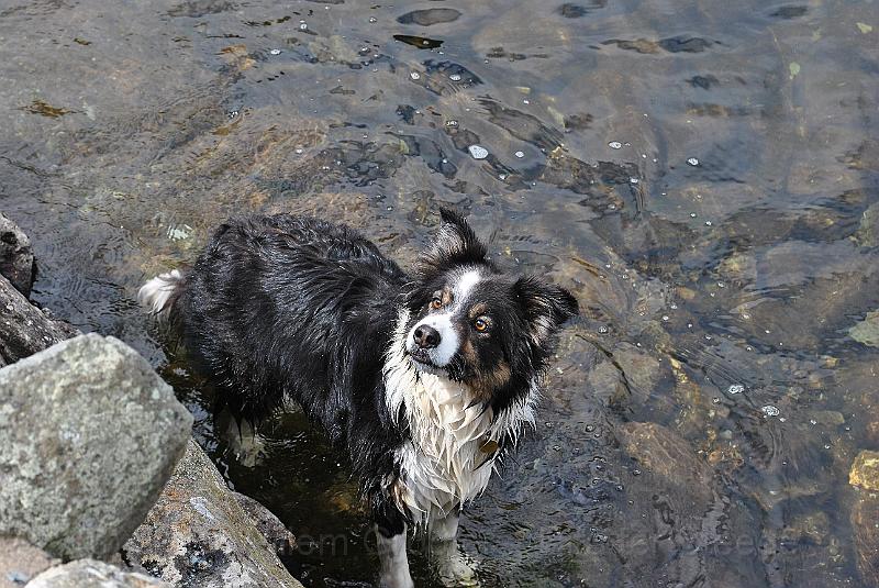 29-CoolDown.jpg - This border collie has climbed the whole route and cooled in the lake