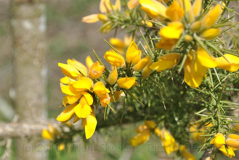 15-FlowersAndThorns.jpg - Thorns and flowers - the widespread yellow of the area