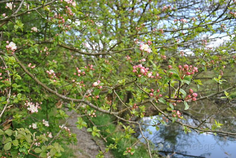 21-AlmostOpen.jpg - Apple or pear tree, almost into flowers.