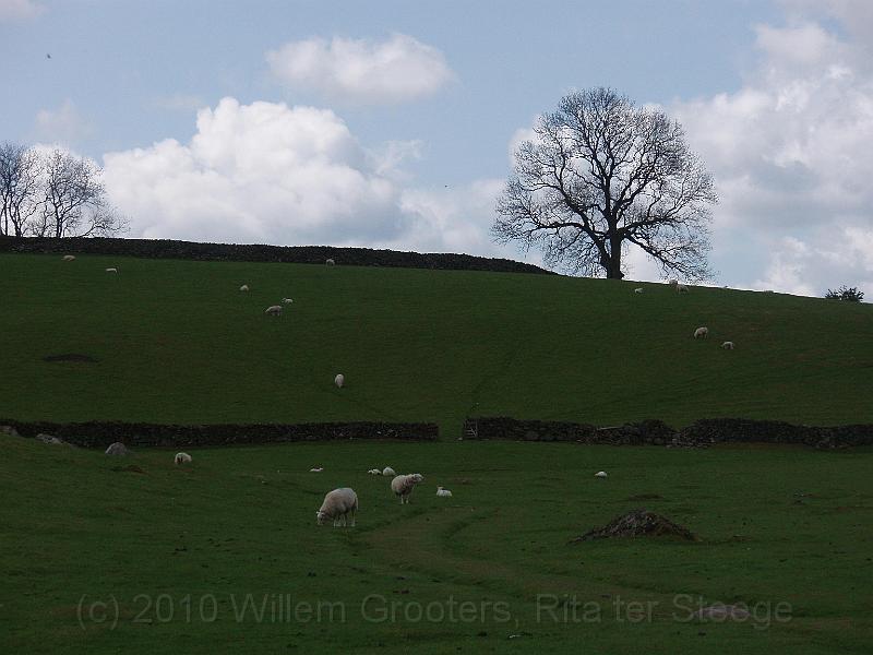 35-Sheep.jpg - Sheep on the hills