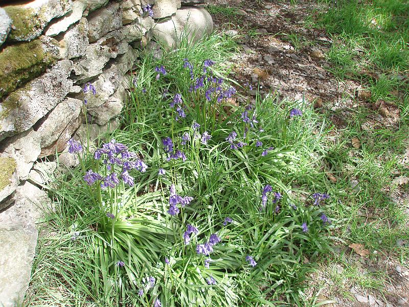 75-Bluebells.JPG - Bluebells at the bottom a the wall