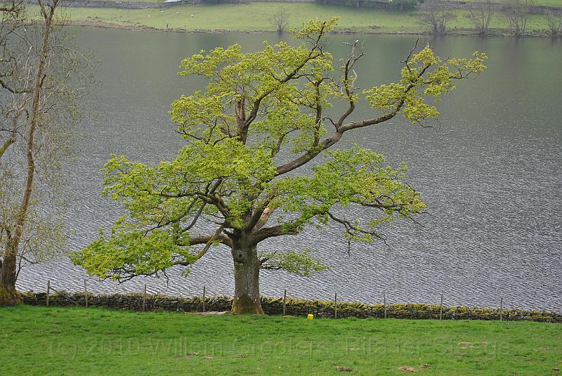 25-Oak.jpg - A single tree at the lake side
