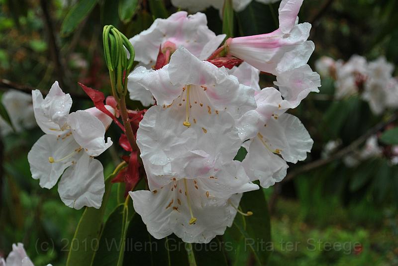 48-Rhododendron.jpg - Worn flowers