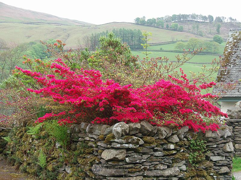 44-Colour.jpg - Full flowering tree in a house near the road - a bright colour in an otherwise gray and green landscape.
