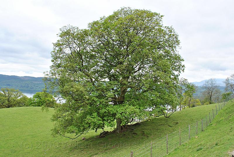 59-Monument.jpg - A single tree can offer shade for cattle.