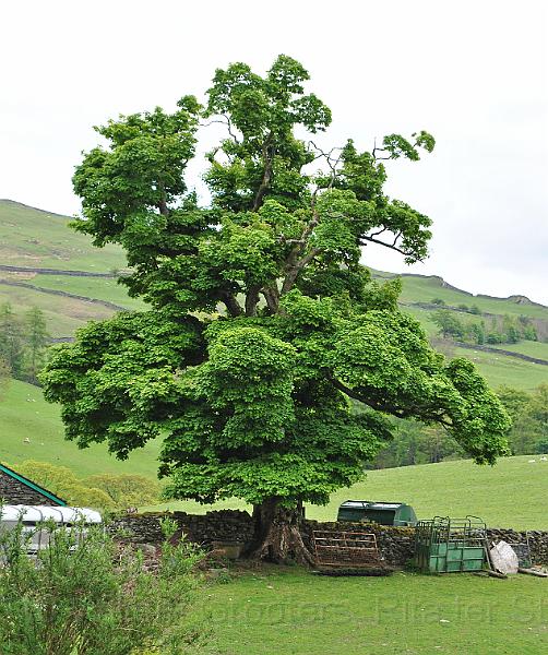 61-Maple.jpg - A big maple tree near a farm