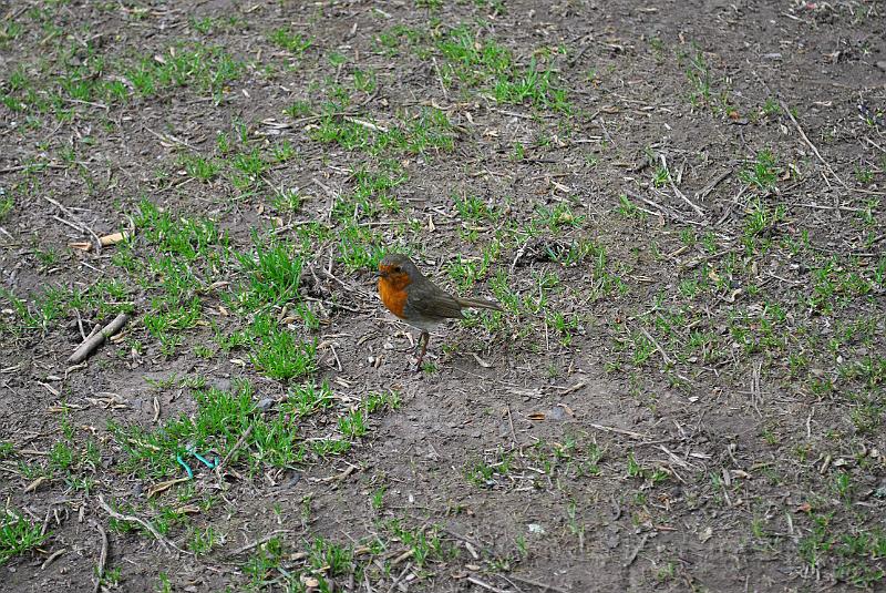 80-Robin.jpg - Back at the camping site, we got a visitor...
