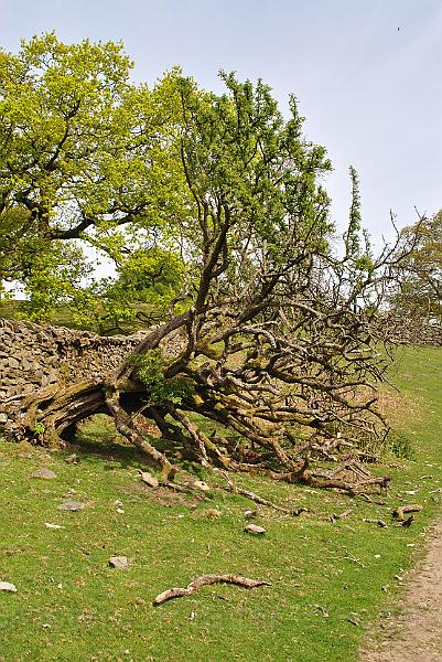 11-Surviving.jpg - A fallen tree survives