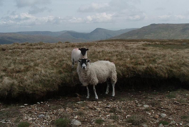 31-MotherAndChild.jpg - Sheep near their hideout